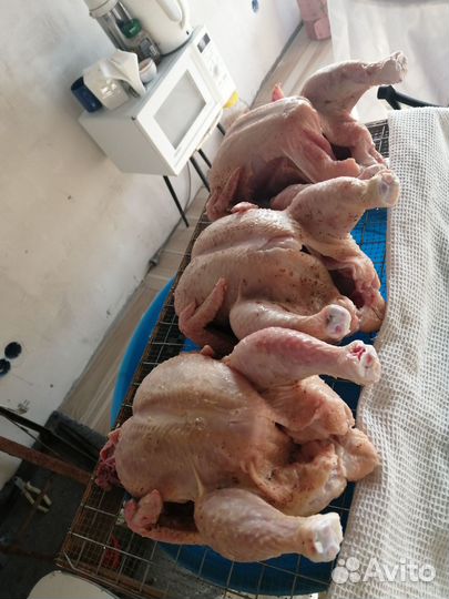 Бройлерные цыплята кобб 500 Чехия