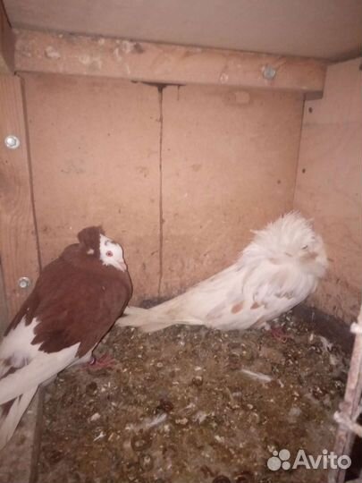 Голубятня продажа с голубями