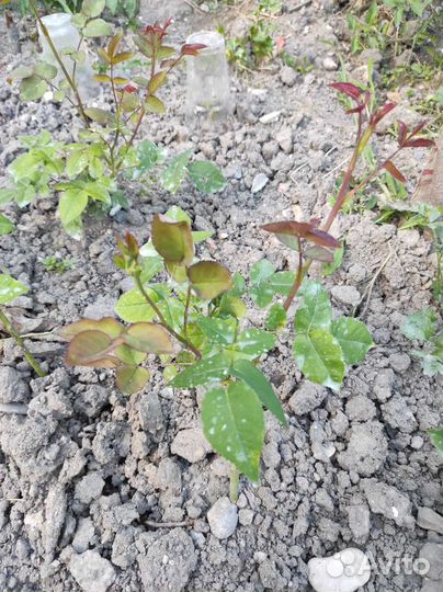 Английская Роза Тэсс Дебервиль