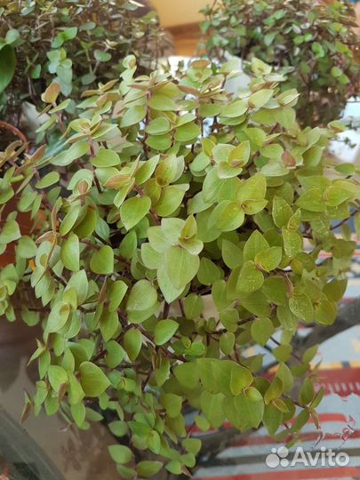 Коллизия репенс и голд