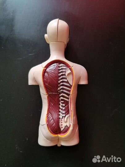 Анатомический набор