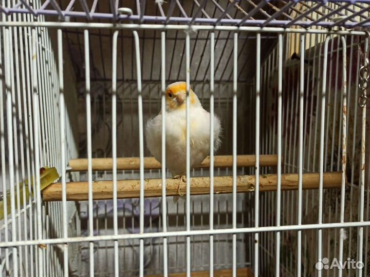 Кенарь