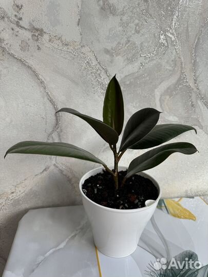 Фикус каучуконосный (эластика)