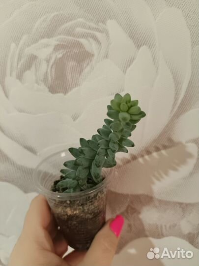 Суккуленты