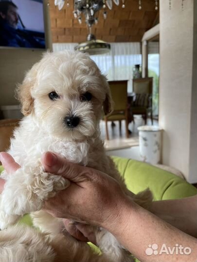 Мальтипу супер мини премиум