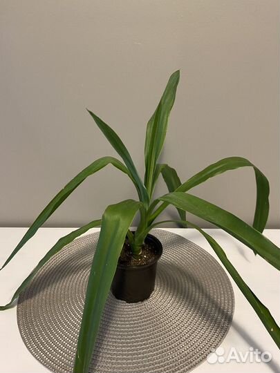 Пальма юкка