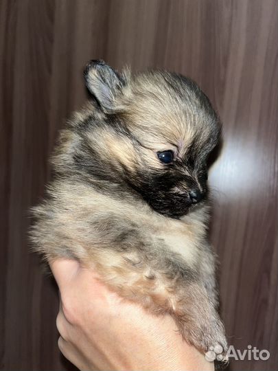 Щенок шпица