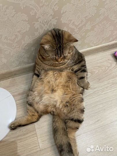 Шотландский кот вязка бесплатно