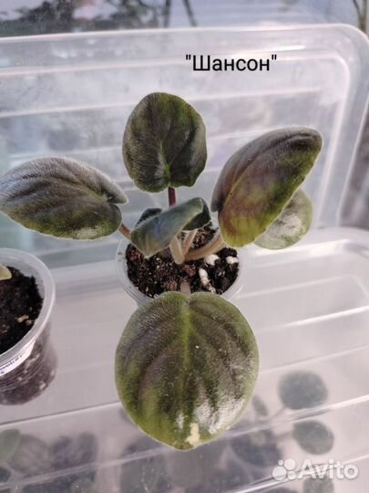 Сортовые фиалки