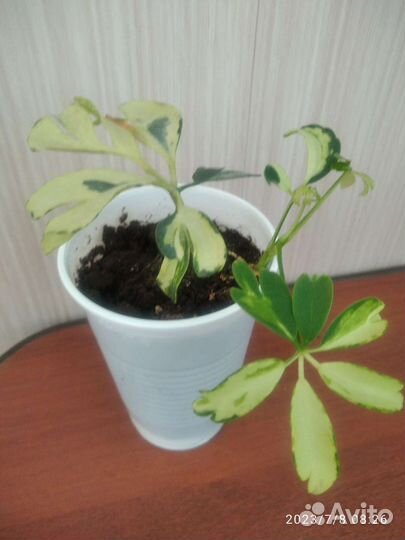 Комнатные цветы