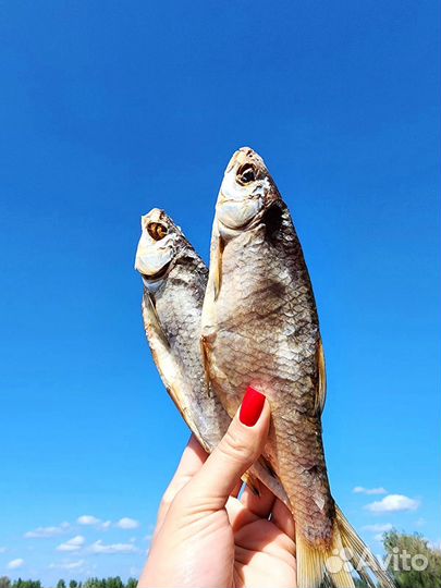 Вяленая астраханская вобла