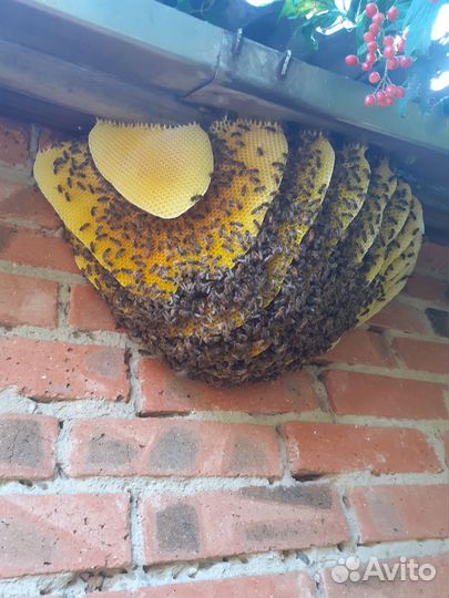 Отдам пчел