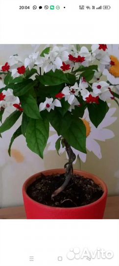 Клеродэндрум госпожи Томпсона