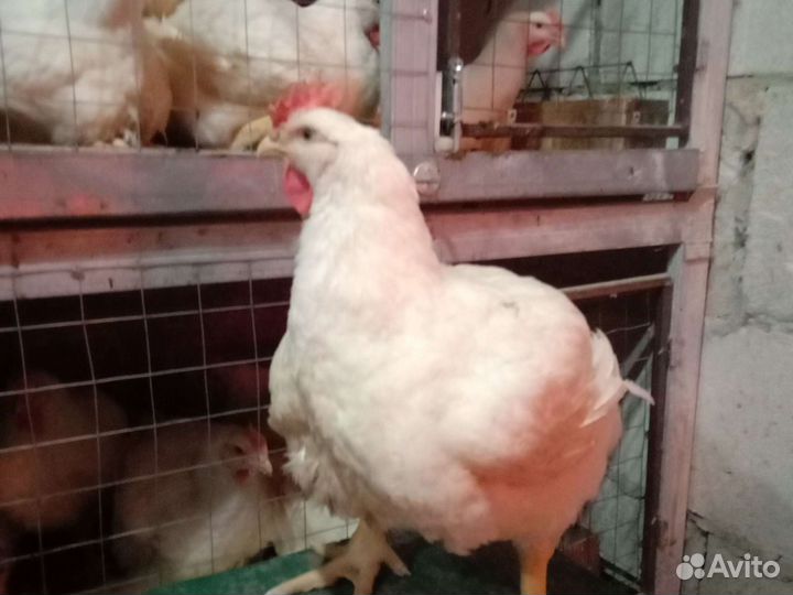 Домашнее мясо бройлеров, копченые, тушенка