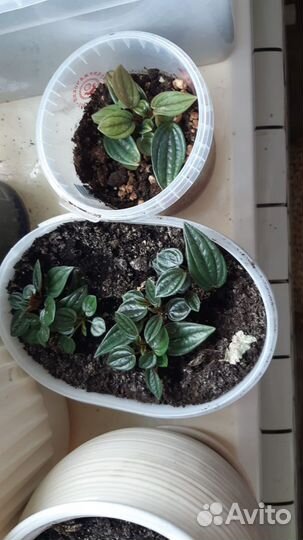 Пеперомия россо