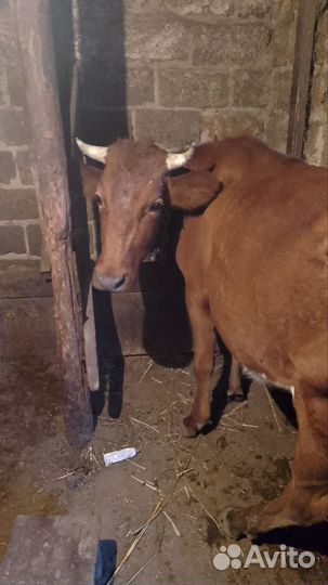 Корова стельная дойная