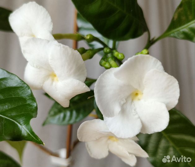 Табернемонтана, алибертия, серисса, каланхоэ