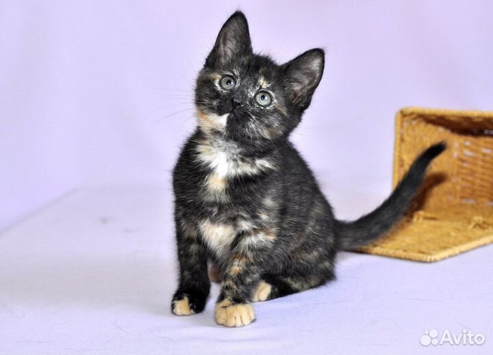 Котенок в добрые руки. Крошка Корица