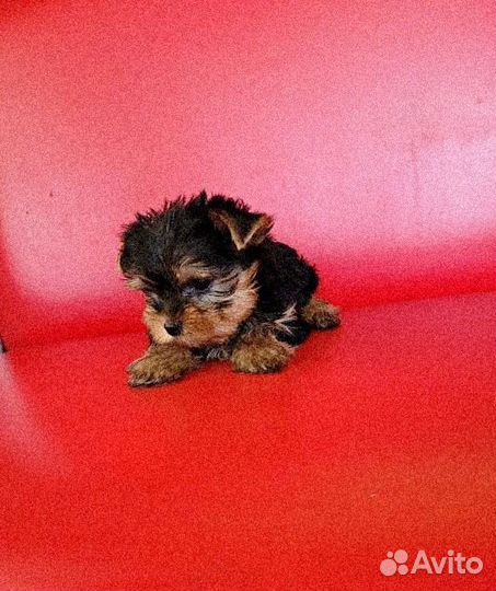 Йоркширский терьер