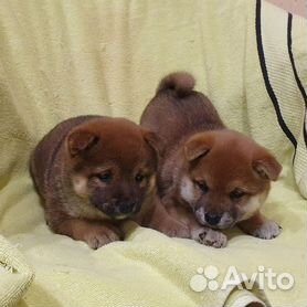 сиба-ину - Купить недорого собаку или щенка🐕 во всех регионах | Цены на  собак разных пород | Авито