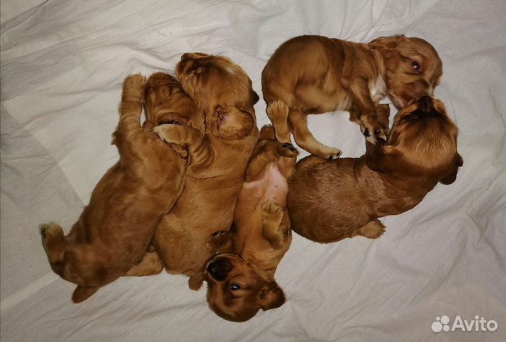 Английский кокер спаниель
