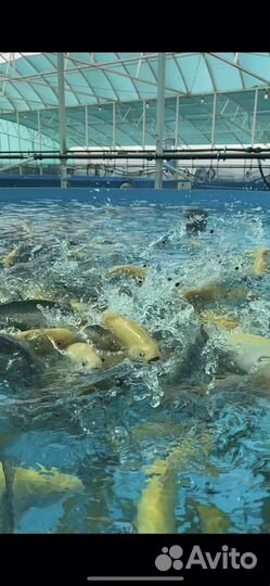 Форель живая