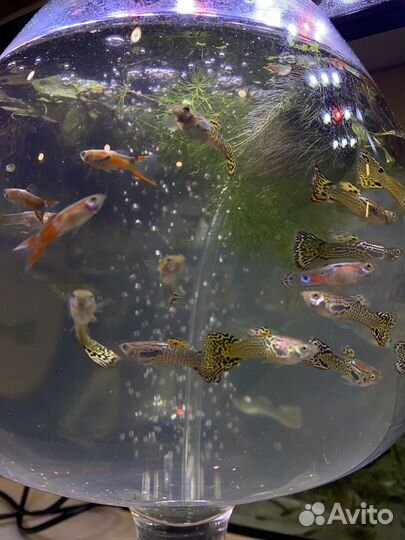 Гуппи, Молинезии, Тернеции, Сомики, улитки