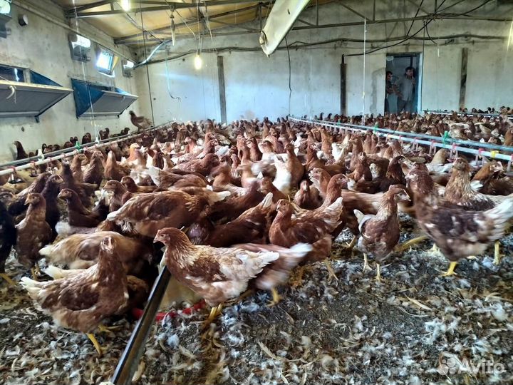 Молодняк Несушек Ломан Браун Гарантия Возраста