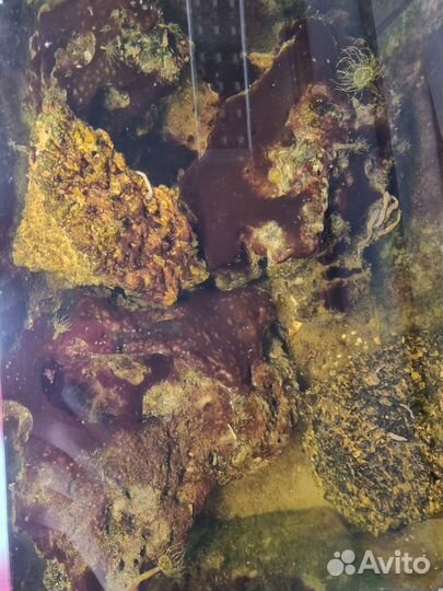 Живые камни в морской аквариум