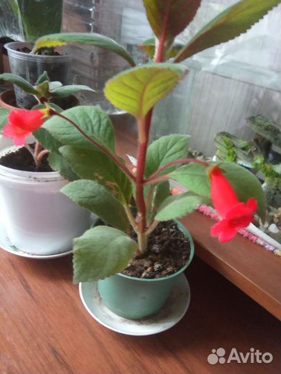 Комнатные цветы