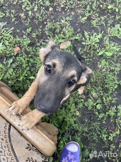 Щенята в добрые руки