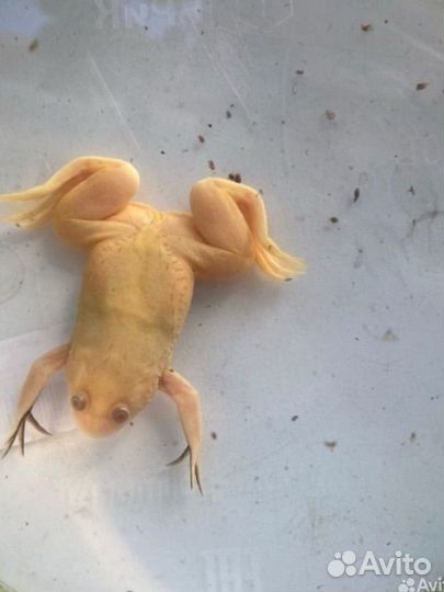 Лягушка альбинос