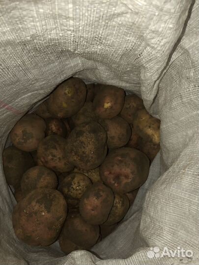 Продам картофель самовывоз