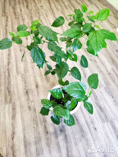 В горшке Монстера,бамбук счастья, гибискус, фикус