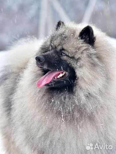 Щенки вольфшпица / кеесхонда