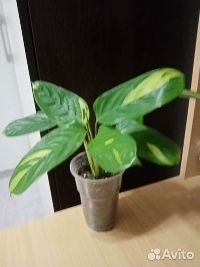 Ктеманта люберса