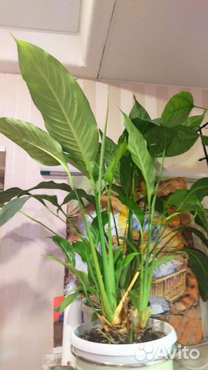 Спатифиллум