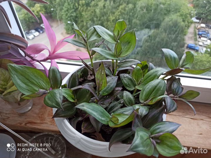 Традесканция