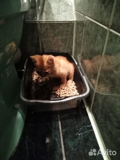 Котенок Персик