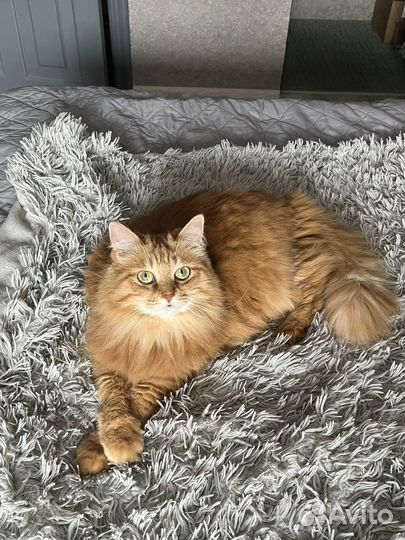 Сибирская кошка