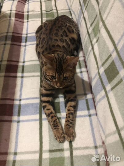 Бенгальский кот на вязку