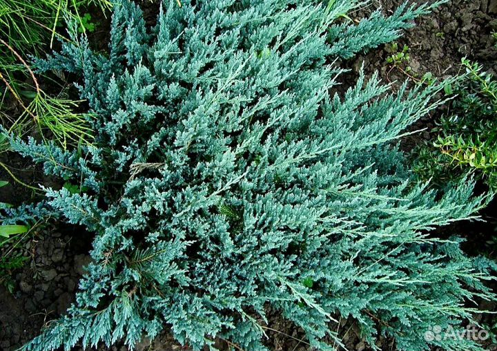 Можжевельник Блю чип