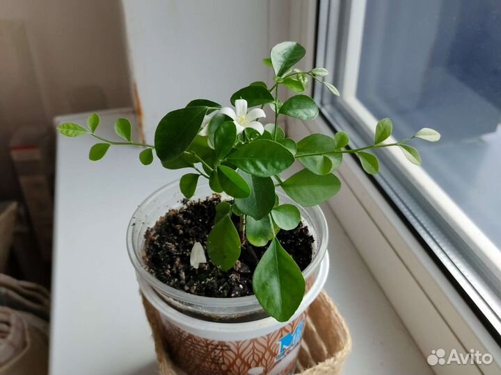 Мурайя метельчатая