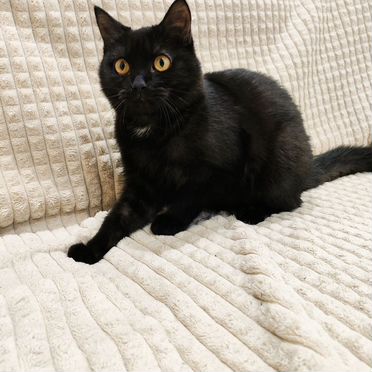 Мэнкс котёнок