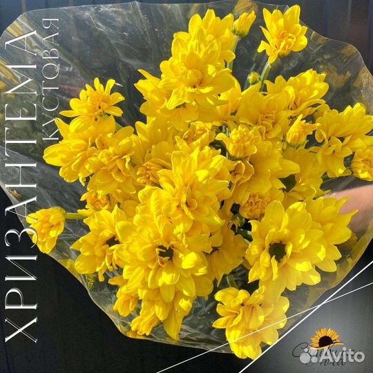 Кустовая хризантема ассортимент опт по РФ