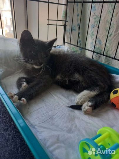 Митя в добрые руки