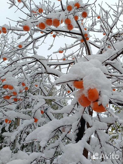 Хурма виргинская саженцы, свежепророщенные