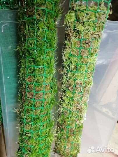 Тотем опора для растений