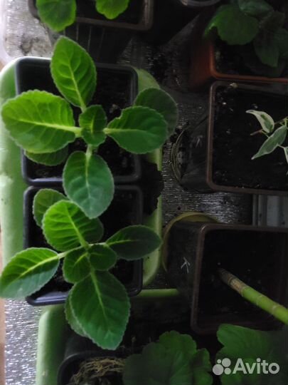 Глоксинии детки