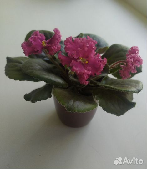 Фиалки сортовые цветущие